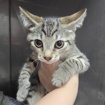 Lucy Lollipop (Ken Kit 2) -  Domestic Short Hair Cat for Adoption in Marble, North Carolina - Lucy Lollipop (Ken Kit 2) | PetCurious