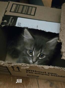Jill -  Domestic Long Hair Cat for Adoption in Chicopee, Massachusetts - Jill | PetCurious