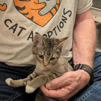 Nezeko -  American Shorthair Cat for Adoption in Las Vegas, Nevada - Nezeko | PetCurious