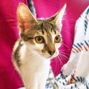 Marsha -  Domestic Short Hair Cat for Adoption in South Elgin, Illinois - Marsha | PetCurious
