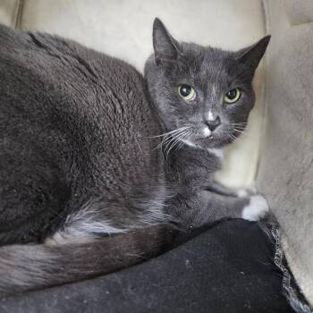 Domestic Short Hair Cats Available for Adoption in Lakewood, Colorado - Sheldon | PetCurious