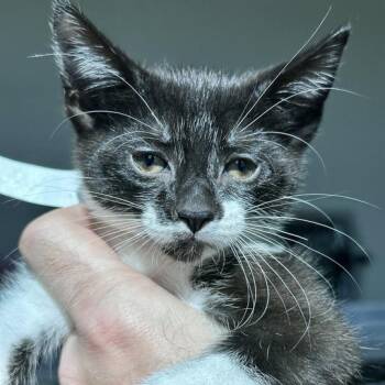 Seeley -  Domestic Short Hair Cat Available for Adoption in Matteson, Illinois - Seeley | PetCurious