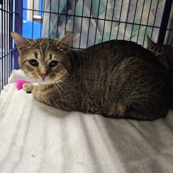 Merlin -  Domestic Short Hair Cat for Adoption in Burlington, Iowa - Merlin | PetCurious