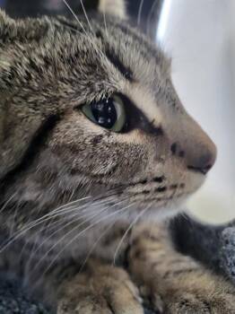 Domestic Medium Hair Cats Available for Adoption - MAGDALENA | PetCurious