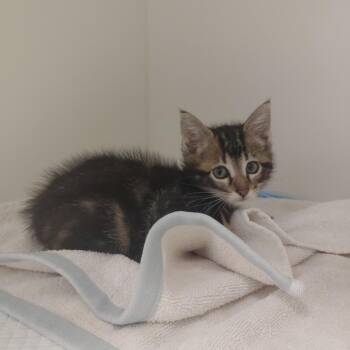 Keystone -  Domestic Short Hair Cat for Adoption in Tulsa, Oklahoma - Keystone | PetCurious
