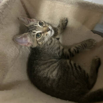 Rescue Domestic Short Hair Cats for Adoption in Oceanside, New York - Willow | PetCurious