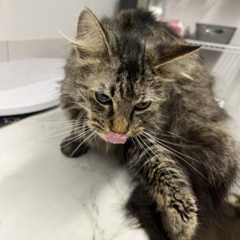 Domestic Long Hair Cats Available for Adoption in St. Louis, Missouri - Azucar | PetCurious