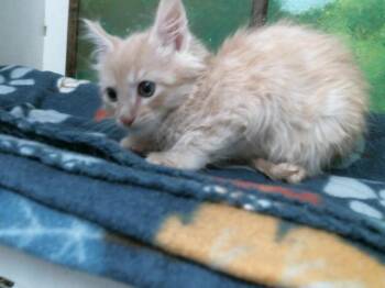 Domestic Short Hair Cats Available for Adoption in Houston, Texas - TAFFY | PetCurious