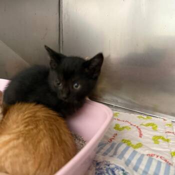Lodi -  Domestic Short Hair Cat for Adoption in Durango, Colorado - Lodi | PetCurious