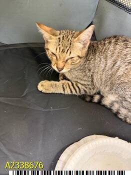 JON -  Domestic Short Hair Cat for Adoption in West Palm Beach, Florida - JON | PetCurious