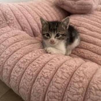 Elowen -  Domestic Short Hair Cat for Adoption in Philadelphia, Pennsylvania - Elowen | PetCurious