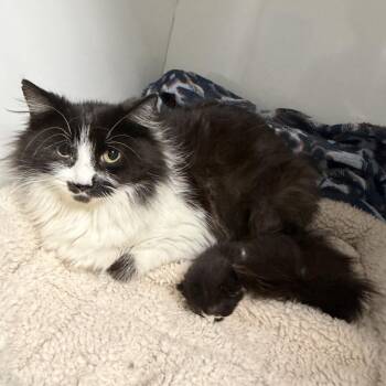 Queen Clarisse -  Domestic Long Hair Cat for Adoption in Bloomington, Illinois - Queen Clarisse | PetCurious