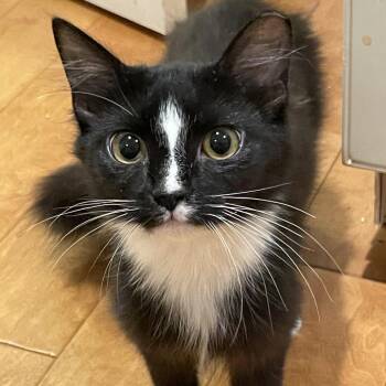 Duchess -  Domestic Medium Hair Cat for Adoption in Medina, Ohio - Duchess | PetCurious