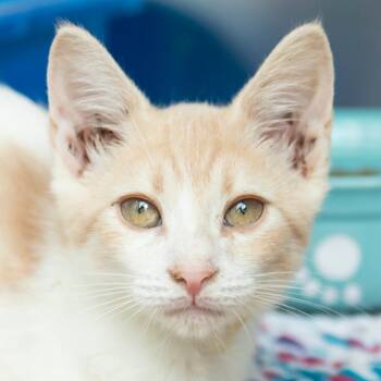 Crackle -  Domestic Short Hair Cat for Adoption in Middletown, Rhode Island - Crackle | PetCurious