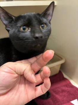 Salem -  Domestic Short Hair Cat for Adoption in Bloomington, Indiana - Salem | PetCurious