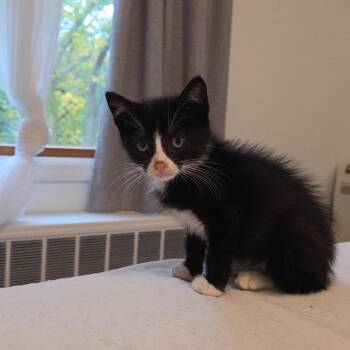 Dain -  Domestic Short Hair and Tuxedo Cat for Adoption in Mastic, New York - Dain | PetCurious