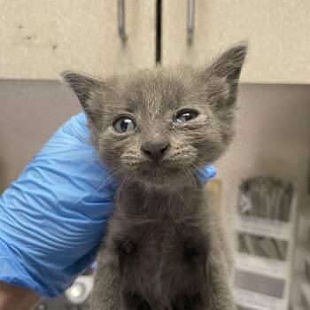 Mort -  Domestic Short Hair Cat for Adoption in San Antonio, Texas - Mort | PetCurious