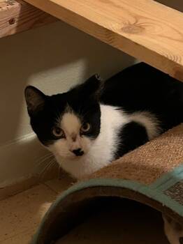 Rescue Domestic Short Hair Cats for Adoption in Cloquet, Minnesota - Mr. Missy | PetCurious