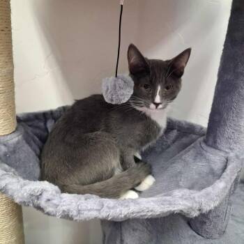 Rescue Domestic Short Hair Cats for Adoption in Roosevelt, Utah - Ladybug | PetCurious