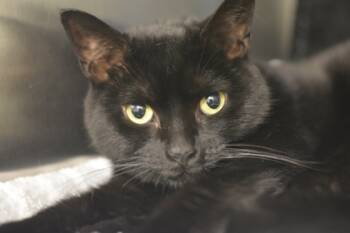 Rescue Domestic Short Hair Cats for Adoption in Fallston, Maryland - Momo (Ducky) | PetCurious