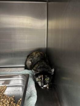 JASAI -  Domestic Short Hair Cat for Adoption - JASAI | PetCurious
