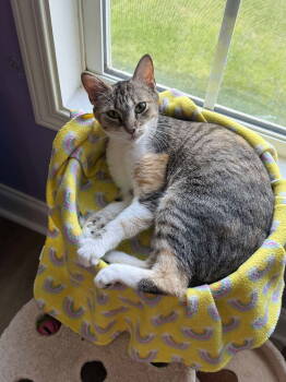 Rescue Domestic Short Hair Cats for Adoption in Oakboro, North Carolina - Molly | PetCurious