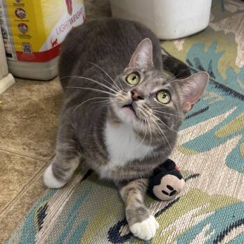 Domestic Short Hair Cats Available for Adoption - Murray | PetCurious