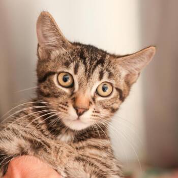 Rescue Domestic Short Hair Cats for Adoption in Los Angeles, California - Judy | PetCurious