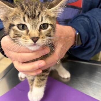 Domestic Short Hair Cats Available for Adoption in Pekin, Illinois - O