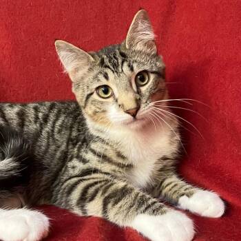 Flynn Woodbridge -  Domestic Short Hair Cat for Adoption in Merrifield, Virginia - Flynn Woodbridge | PetCurious
