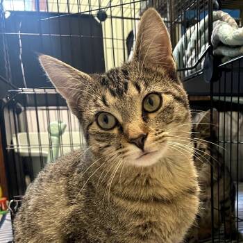 Rescue American Shorthair Cats for Adoption in Rochester, Minnesota - Poppy | PetCurious