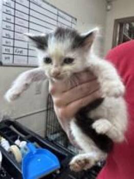 Rescue Domestic Short Hair Cats for Adoption in Charleston, South Carolina - Goliath | PetCurious