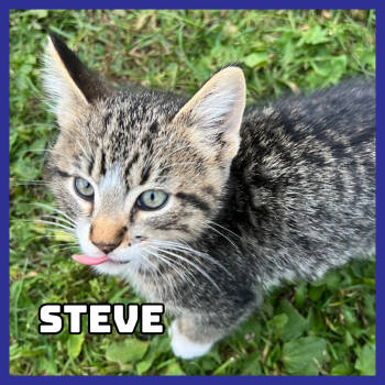 Rescue Domestic Short Hair Cats for Adoption in Glenwood, Minnesota - Steve | PetCurious