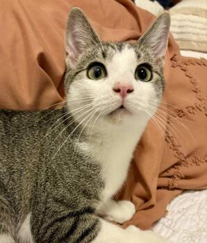 Rescue Domestic Short Hair Cats for Adoption - Playful Professor Plum | PetCurious