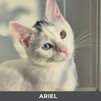 Ariel -  Domestic Short Hair Cat for Adoption in Toronto, Ontario - Ariel | PetCurious