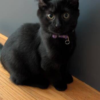 Glam -  Domestic Short Hair Cat for Adoption in Wheeling, Illinois - Glam | PetCurious