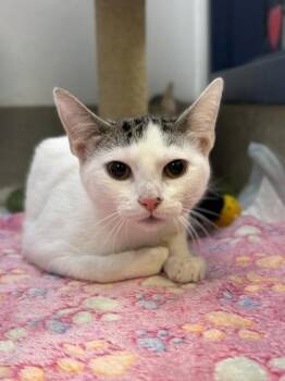Dumpling -  Domestic Short Hair Cat for Adoption in King William, Virginia - Dumpling | PetCurious