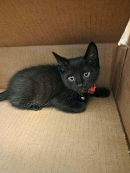 Domestic Short Hair Cats Available for Adoption in Plymouth, Michigan - Count Dracula | PetCurious