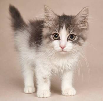KATIA -  Domestic Long Hair Cat for Adoption in Wyandotte, Michigan - KATIA | PetCurious