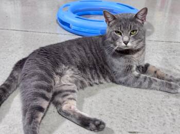 Ashton -  Tabby Cat Available for Adoption in Powell, Ohio - Ashton | PetCurious