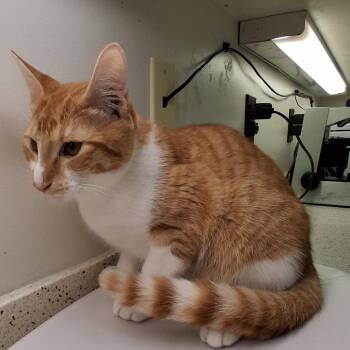 Tsunami -  Domestic Short Hair Cat for Adoption in Auburn, Alabama - Tsunami | PetCurious