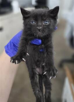Domestic Short Hair Cats Available for Adoption in Dallas, Texas - LOKI | PetCurious