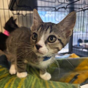 Woodpecker -  Domestic Short Hair Cat for Adoption in Lakeland, Florida - Woodpecker | PetCurious