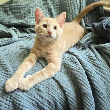 Bucatini -  Domestic Short Hair Cat for Adoption in Charlotte, North Carolina - Bucatini | PetCurious