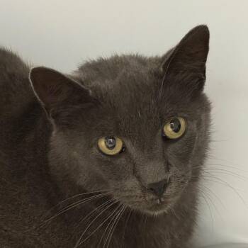 Orion -  Domestic Short Hair Cat for Adoption in Kennebunk, Maine - Orion | PetCurious