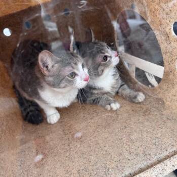 Rescue Domestic Short Hair Cats for Adoption in Philadelphia, Pennsylvania - Jalapeno | PetCurious