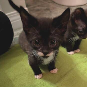 Quebe -  Domestic Short Hair Cat for Adoption in Abbotsford, British Columbia - Quebe | PetCurious