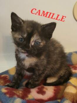 Rescue Domestic Short Hair Cats for Adoption in New Bern, North Carolina - CAMILLE (f) | PetCurious