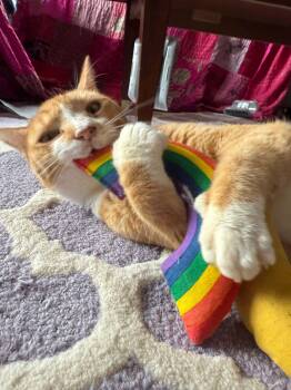 Rescue Domestic Short Hair Cats for Adoption - Halo | PetCurious