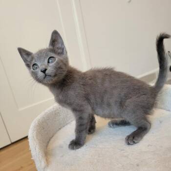Domestic Short Hair and Russian Blue Cats Available for Adoption - Timmy | PetCurious
